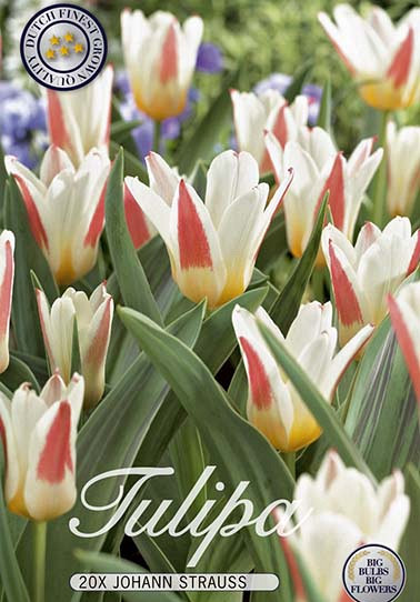 Tulp Kaufmania Johann Strauss x15 12/+