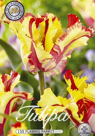 Tulp Parrot Flaming Parrot x15 12/+