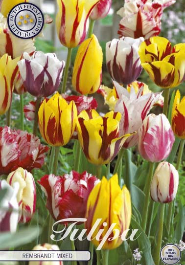 Tulp Rembrandt Mixed x50 10/11