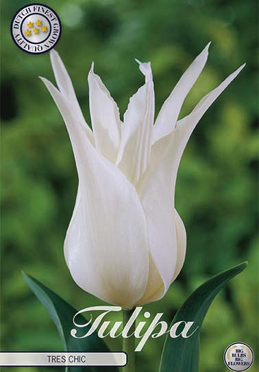 Tulp Lilyflowering Tres Chic x7 12/+