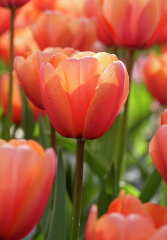 Apricot Impression 10/11