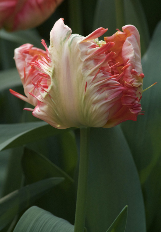 Apricot Parrot 11/12