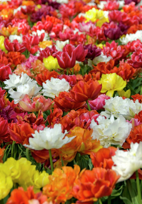 Double Late Mixed 12/+