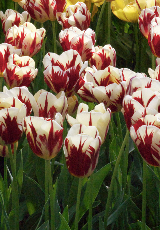 Grand Perfection 12/+