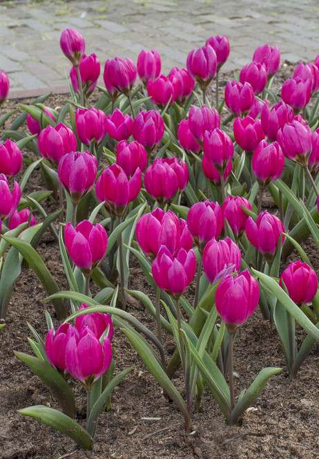 Humilis Violacea Black Base 6/+