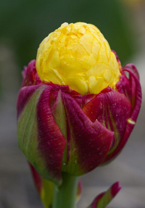 Ice Cream Banana 12+