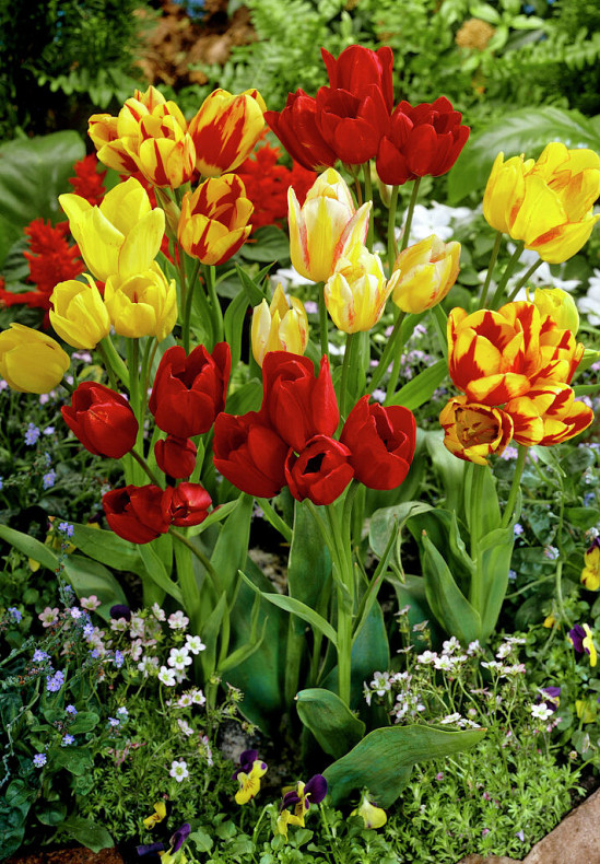 Multiflowering Mixed 12/+