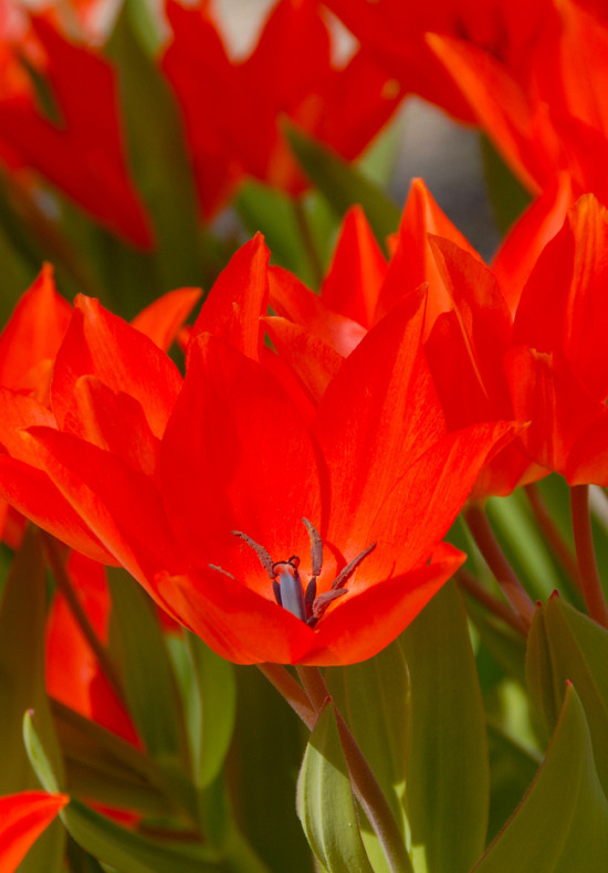 Praestans Fusilier 12/+