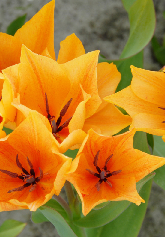 Praestans Shogun 10/11