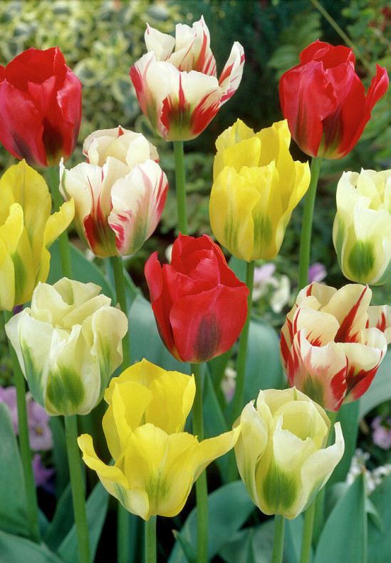 Viridiflora Mixed 12/+