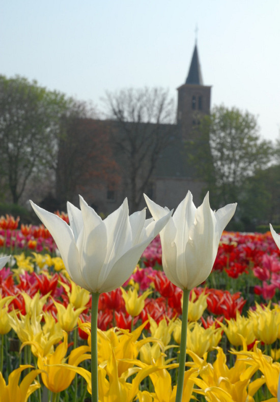 White Triumphator 12/+