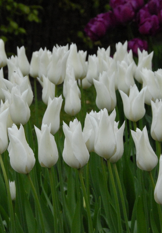 White Triumphator 12/+