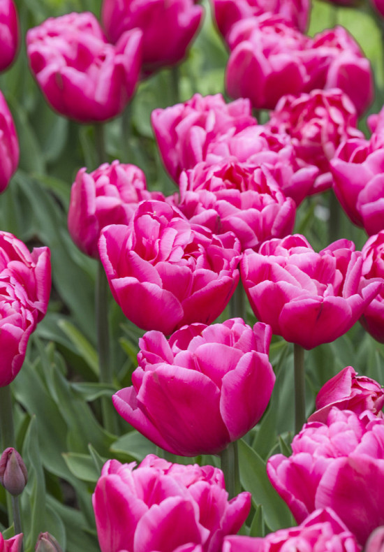 Sunset Tropical 12/+