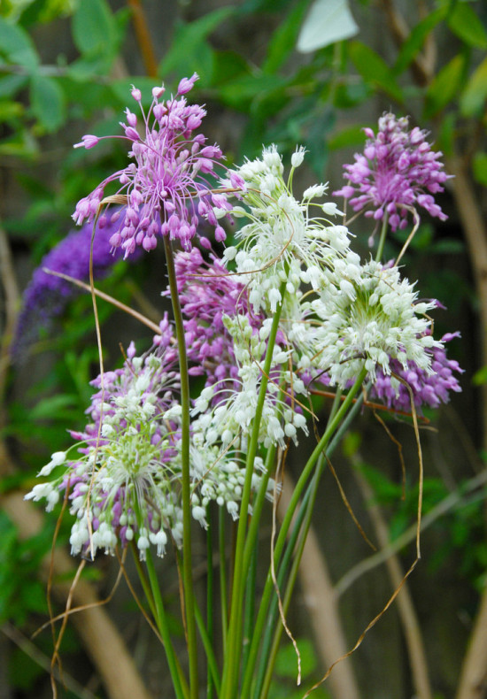 Allium carinatum ssp. pulchellum 'Album'  I .