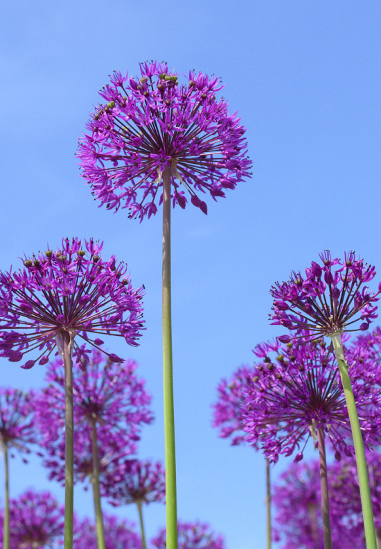 Purple Sensation 14/16