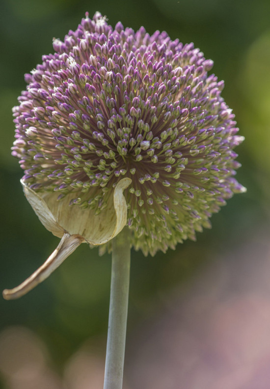 Summer Drummer 14/16