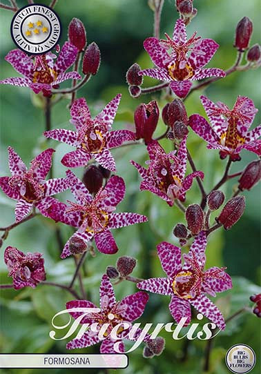 Tricyrtis Formosana x2 I .