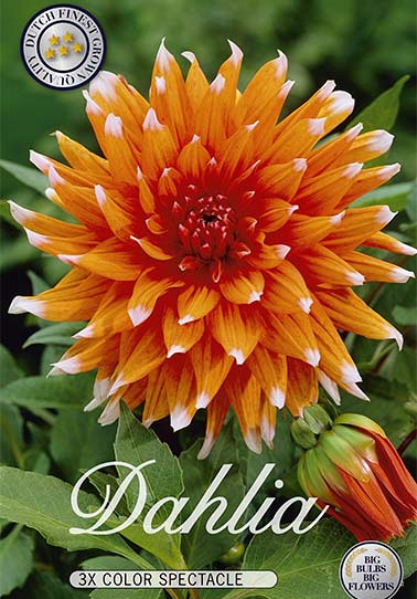 Dahlia Cactus Color Spectacle x 3 I .