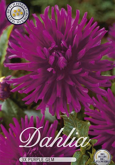 Dahlia Cactus Purple Gem x 3 I .