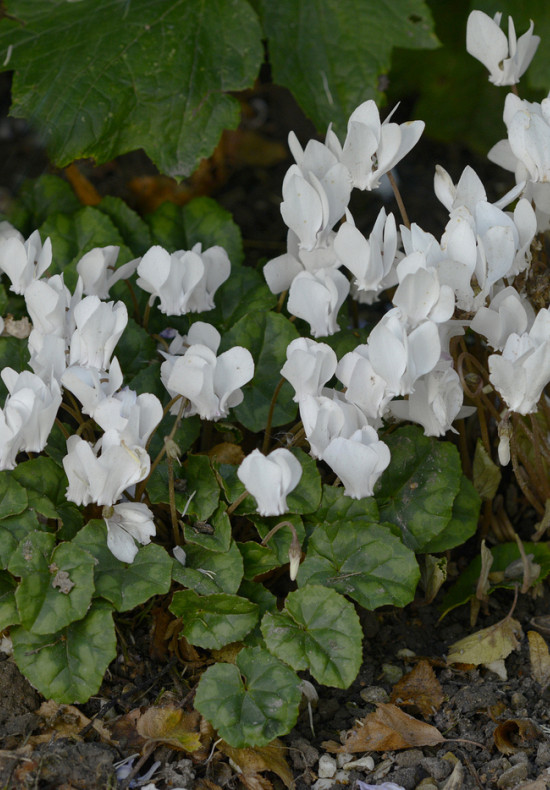 Hederifolium Album 8/10