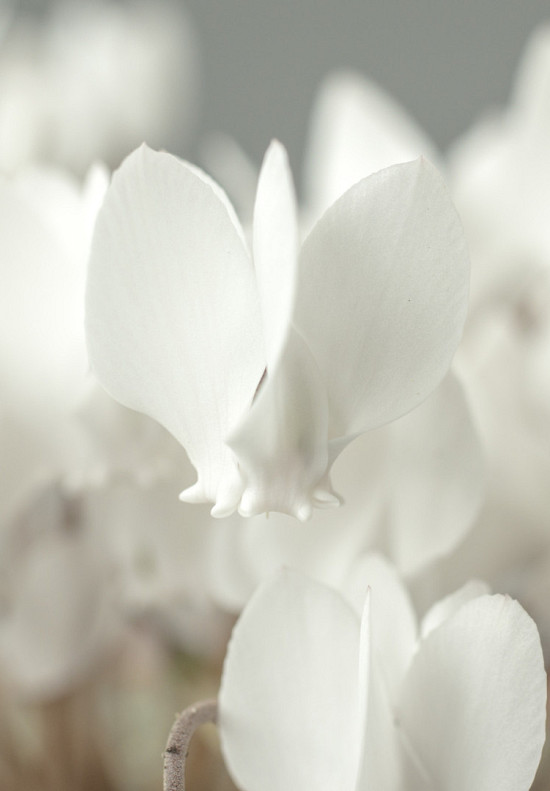 Hederifolium Album 8/10