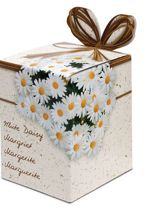 Greengifts Margriet x40 I .