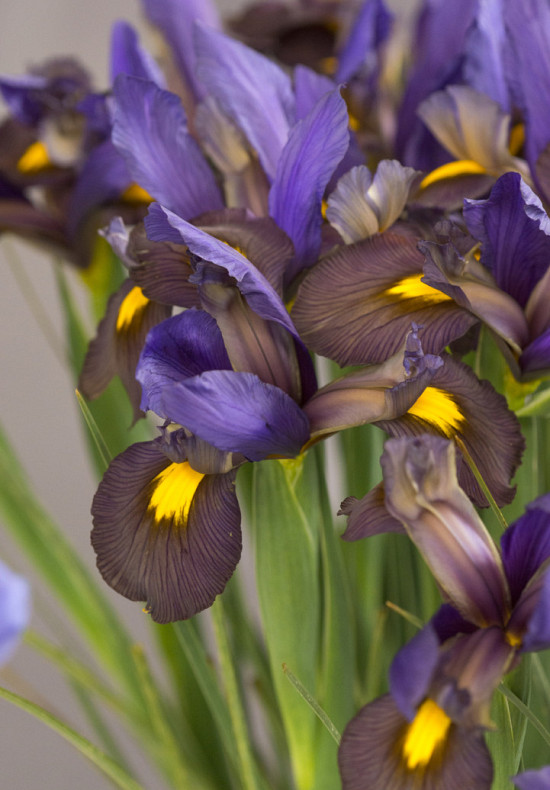 Eye of the Tiger 10/+