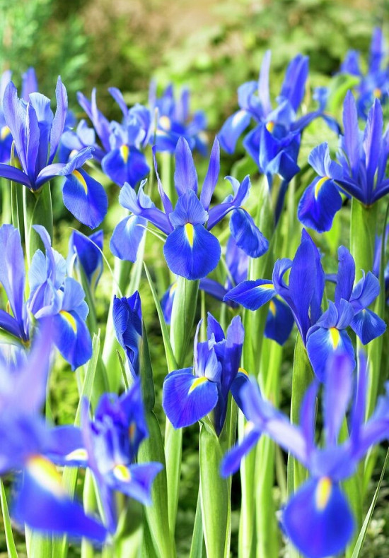 Professor Blauw 10/+