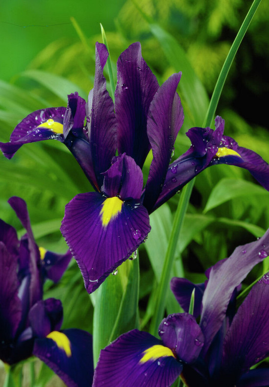 Purple Sensation 10/+