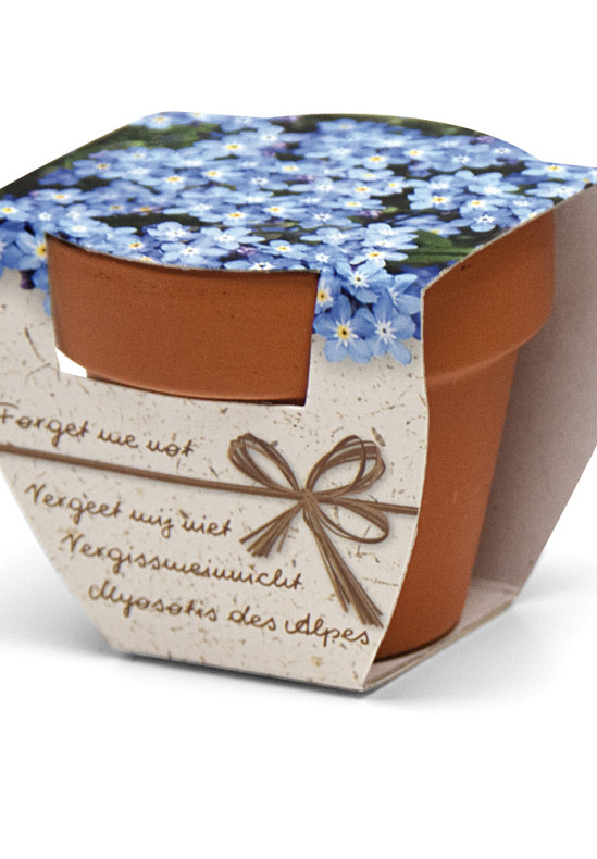 Terracotta Forget me Not x60 I .