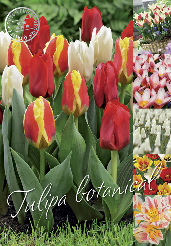 Tulipa 50 x 70 .