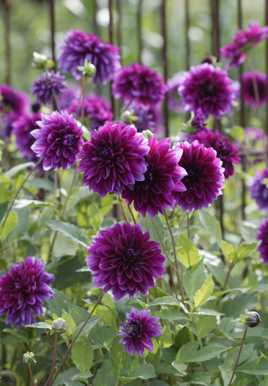 Thomas A. Edison l .