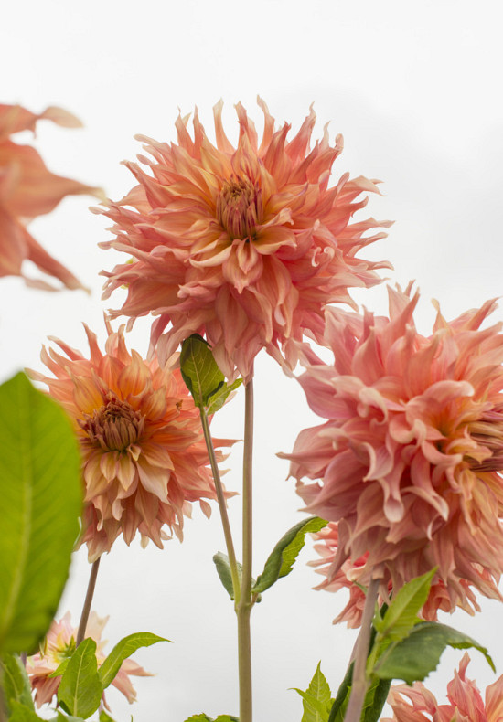 Penhill Watermelon I .