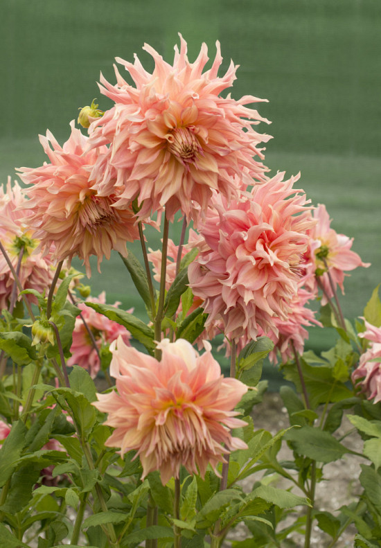 Penhill Watermelon I .