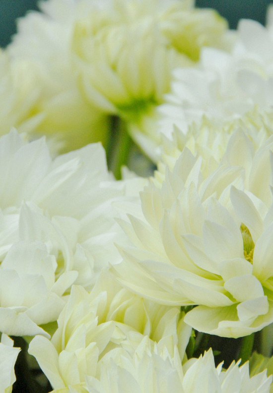 Cor. Mount Everest  8/+