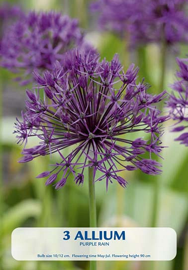 Allium Purple Rain x 3  10/12