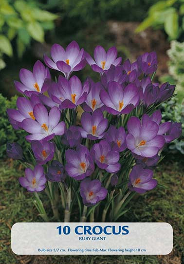 Crocus Ruby Giant x 10 5/7