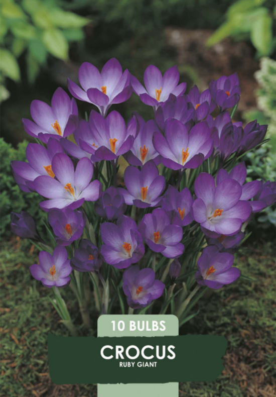 Crocus Ruby Giant x 10 5/7