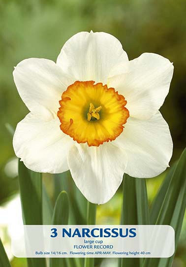 Narcissus Flower Record x3 14/16