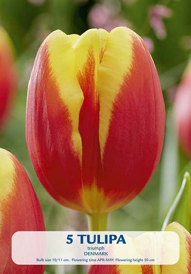 Tulipa Triumph Denmark x5 10/11