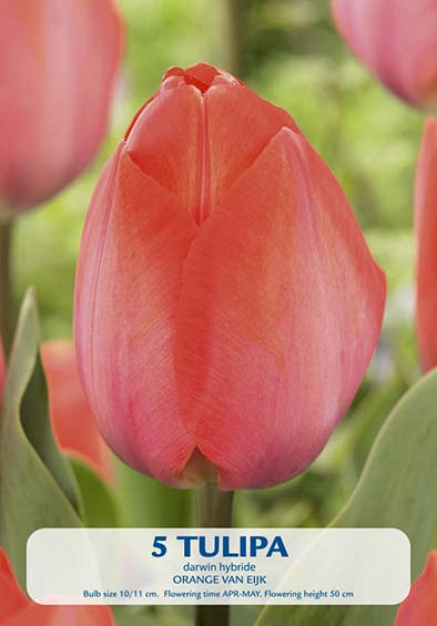 Tulipa Triumph Orange van Eijk x5 10/11