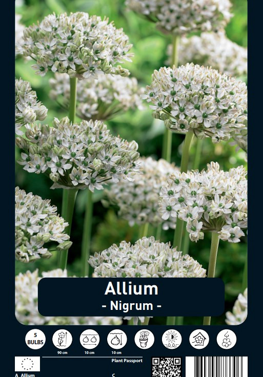 Allium Nigrum x5 10/12
