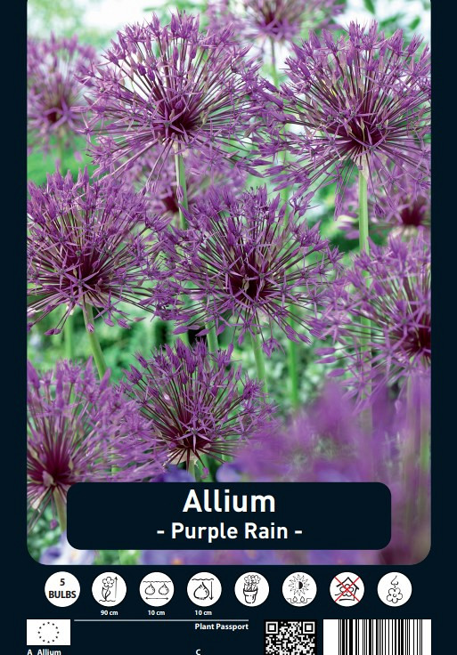 Allium Purple Rain x5 12/14