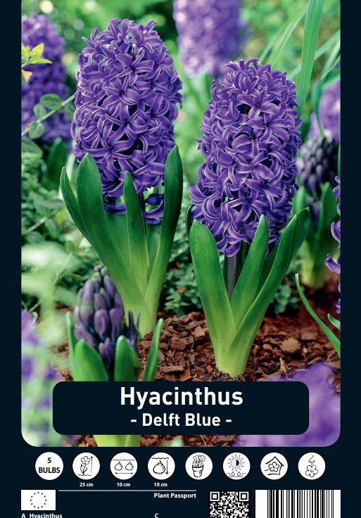 Hyacinthus Delft Blue x5 15/16