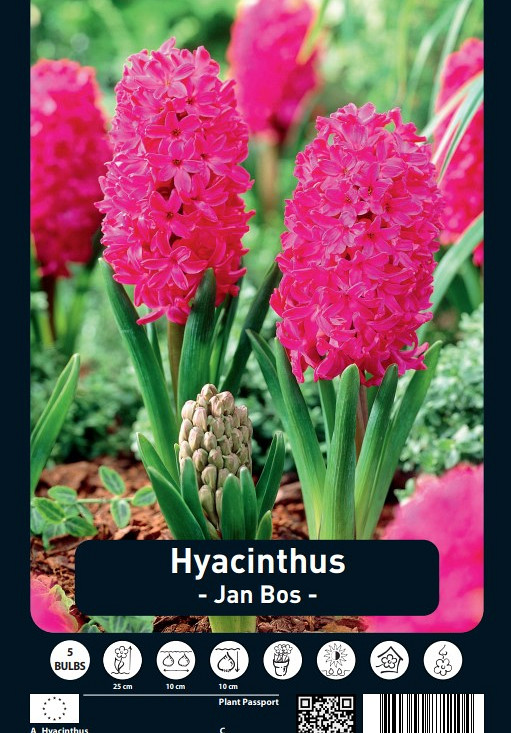 Hyacinthus Jan Bos x5 15/16