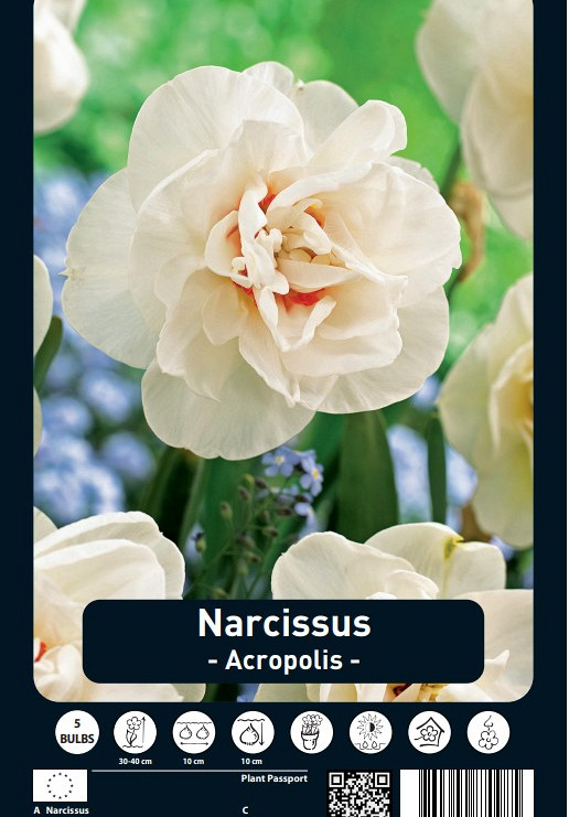 Narcissus Acropolis x5 14/16