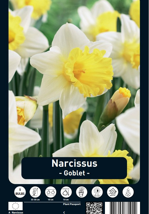 Narcissus Goblet x5 14/16