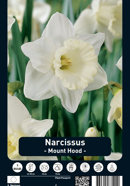 Narcissus Mount Hood x5 14/16
