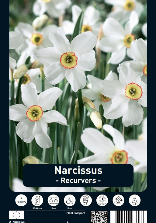 Narcissus Recurvers x5 14/16