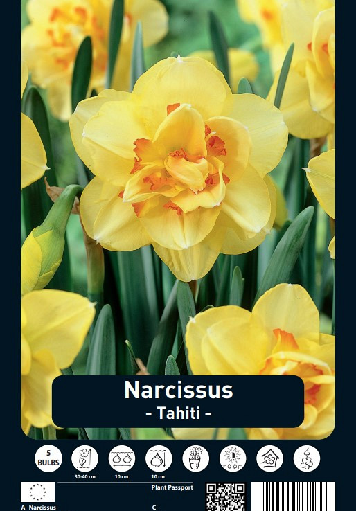 Narcissus Tahiti x5 14/16